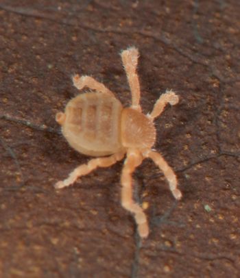 Media type: image;   Invertebrate Zoology 136532
